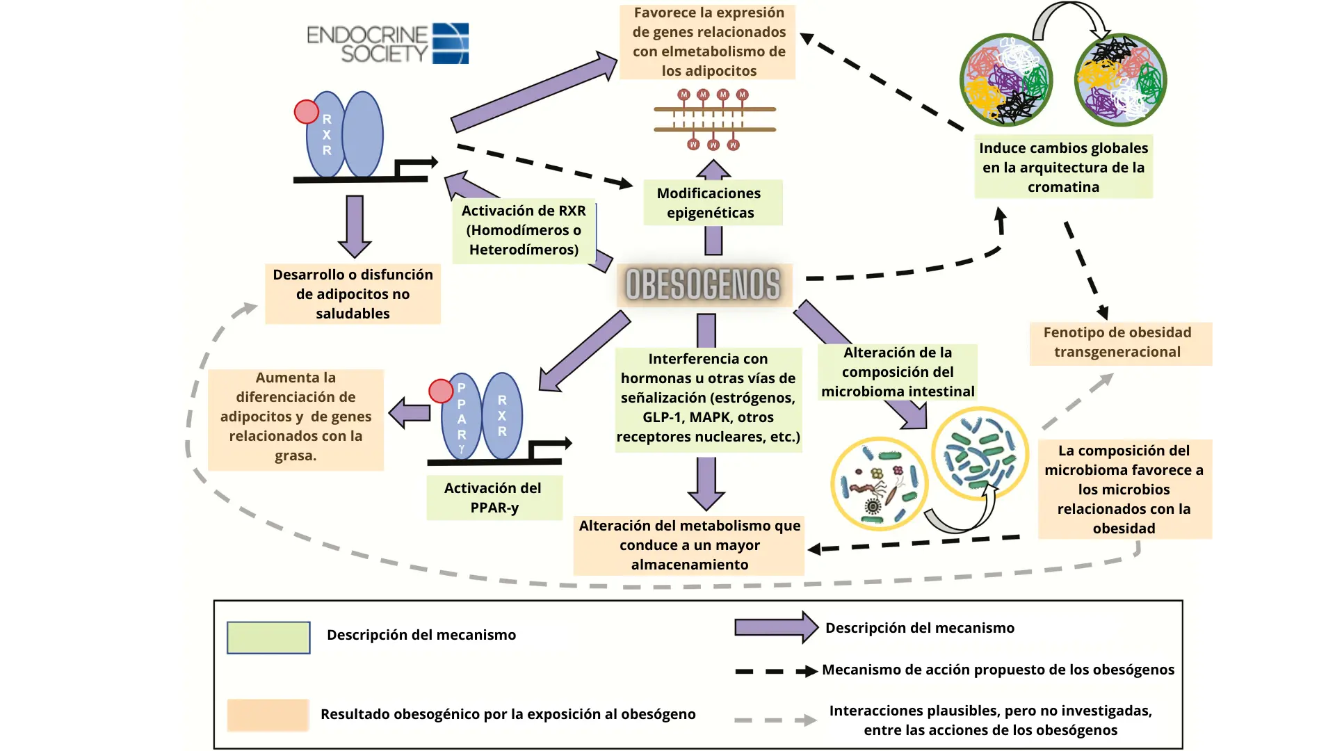 mecanismo de acción de los obesogénos