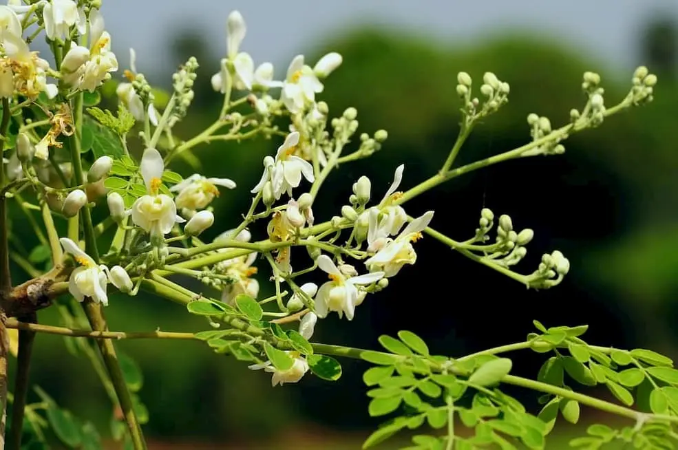 Moringa Oleifera