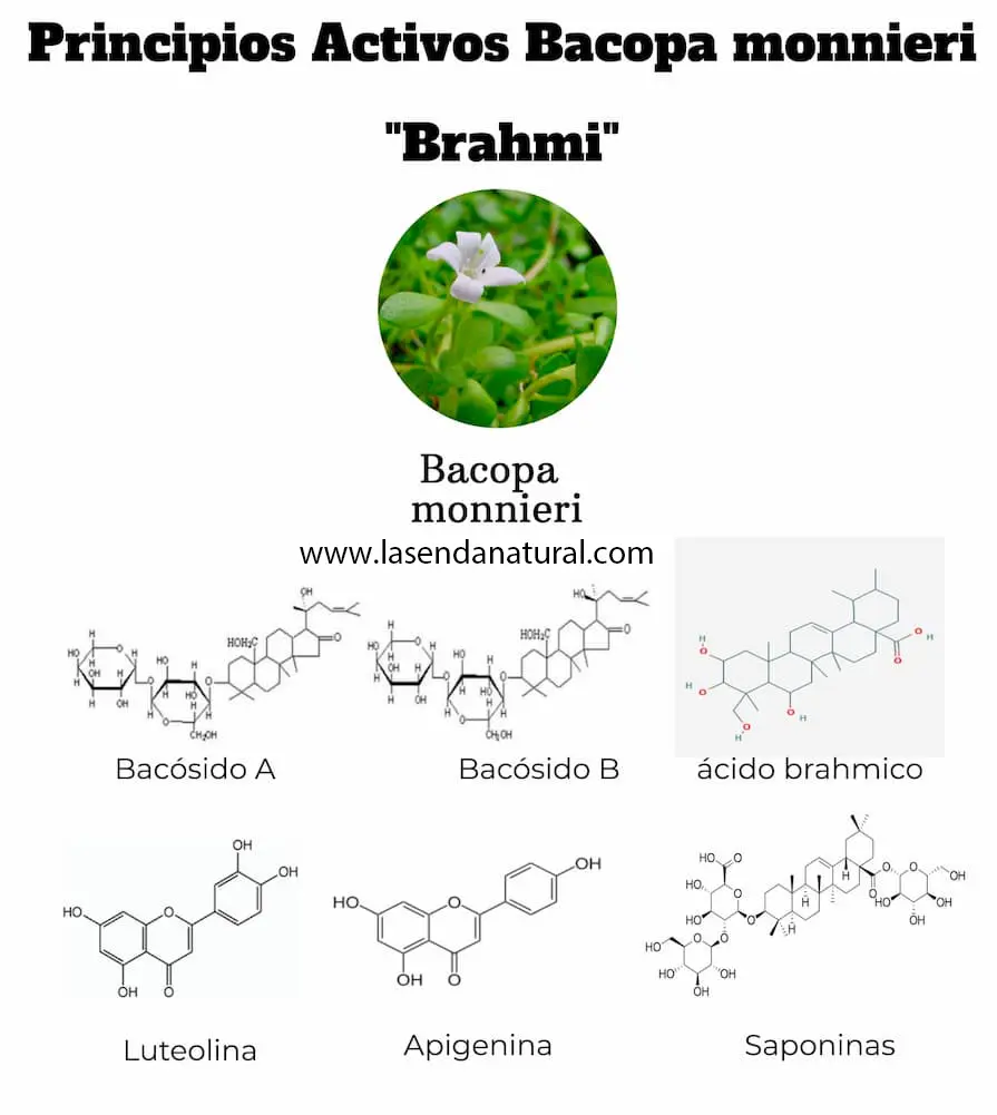 principios bacopa 