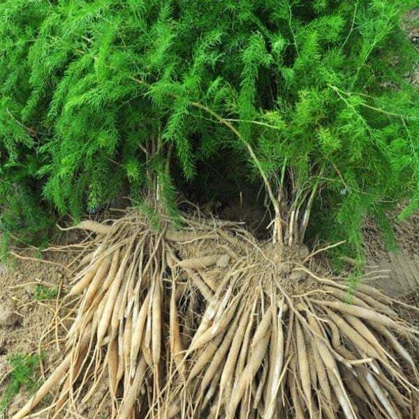 Asparagus-shatavari