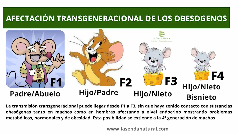 transmisión transgeneracional de obesógenos