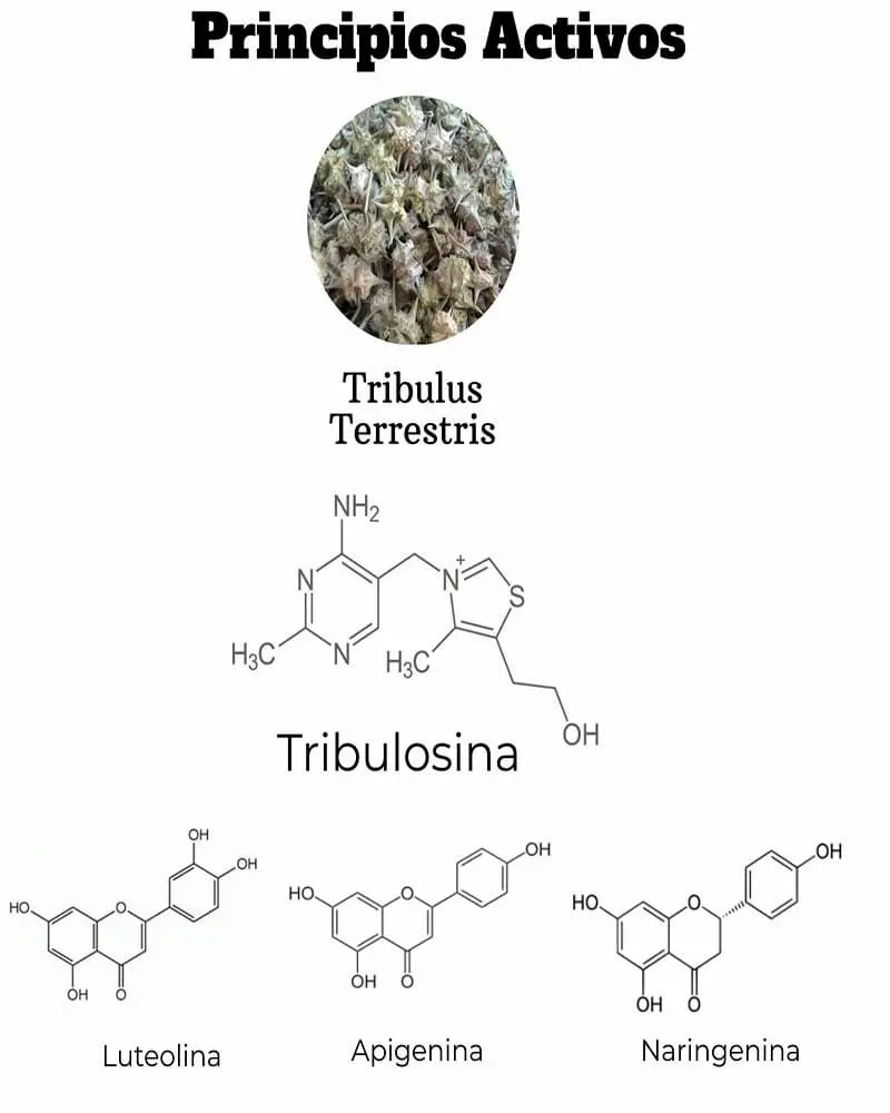 tribulus-terrestris principios activos