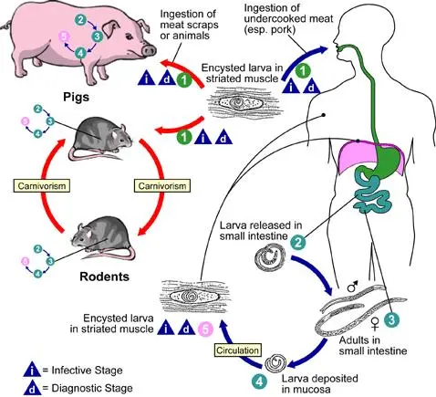 ciclo de la trichinella