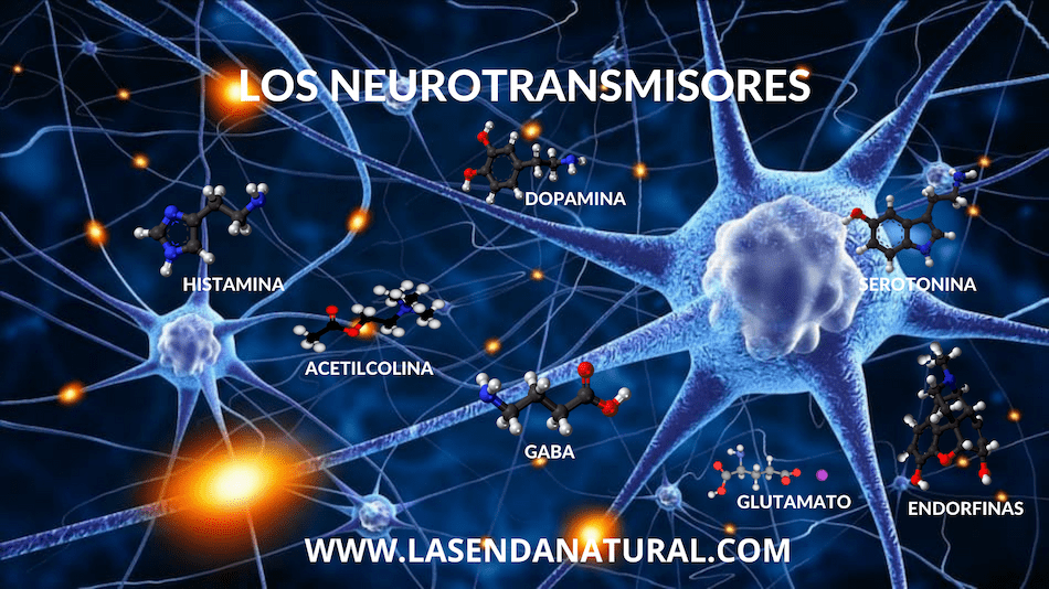 Los neurotransmisores