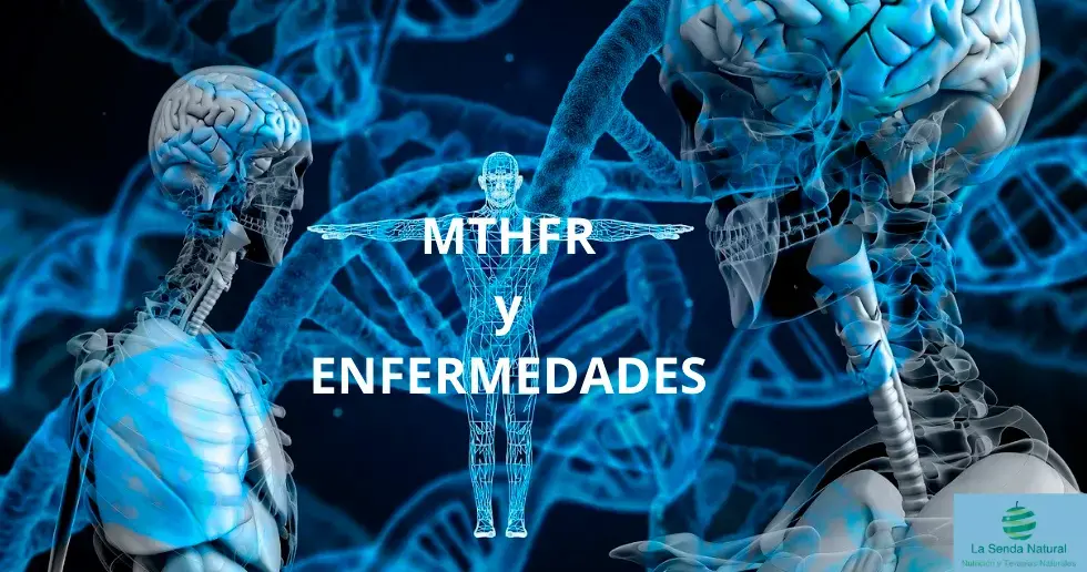Homocisteína y MTHFR