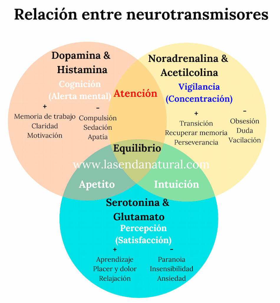 Relación entre neurotransmisores