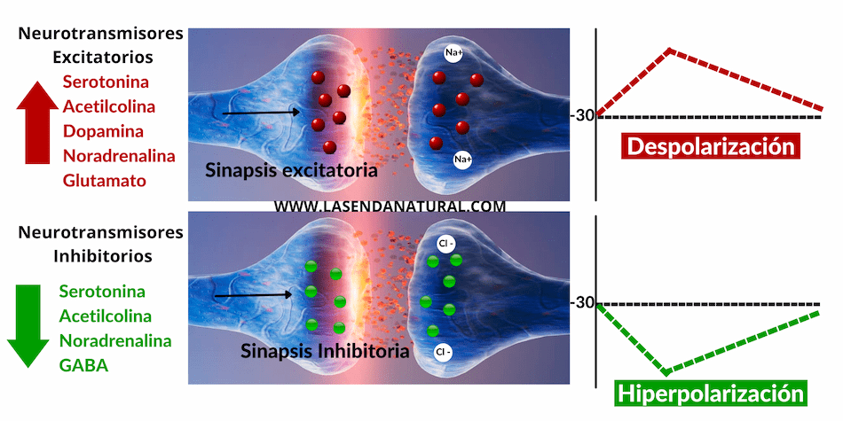 Sinapsis nerviosas