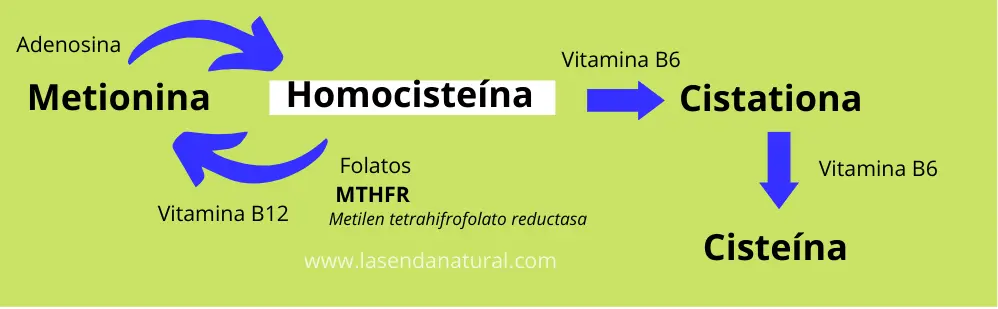 ciclo homocisteina