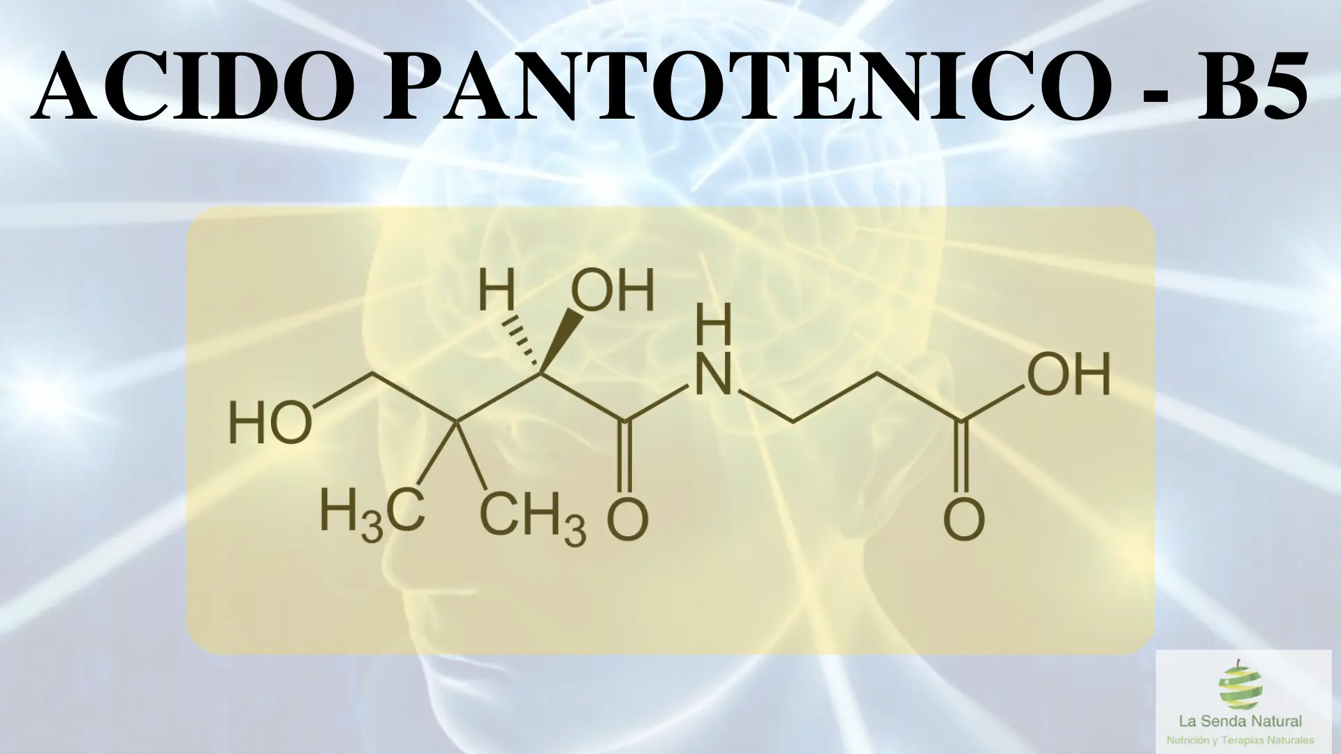 Qué es el ácido pantoténico