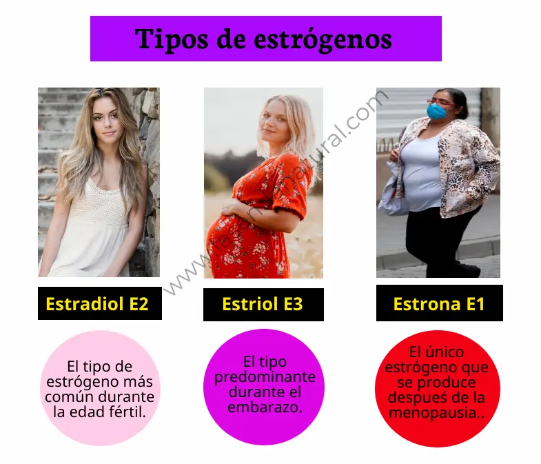 Tipos de estrógenos