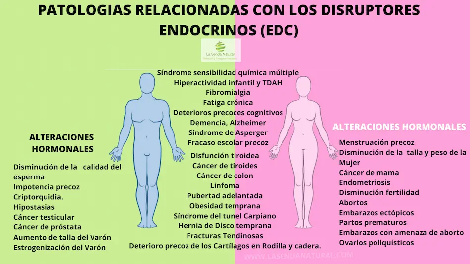 Como afectan los disruptores endocrinos